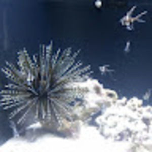 Meet your Posher, Rishi